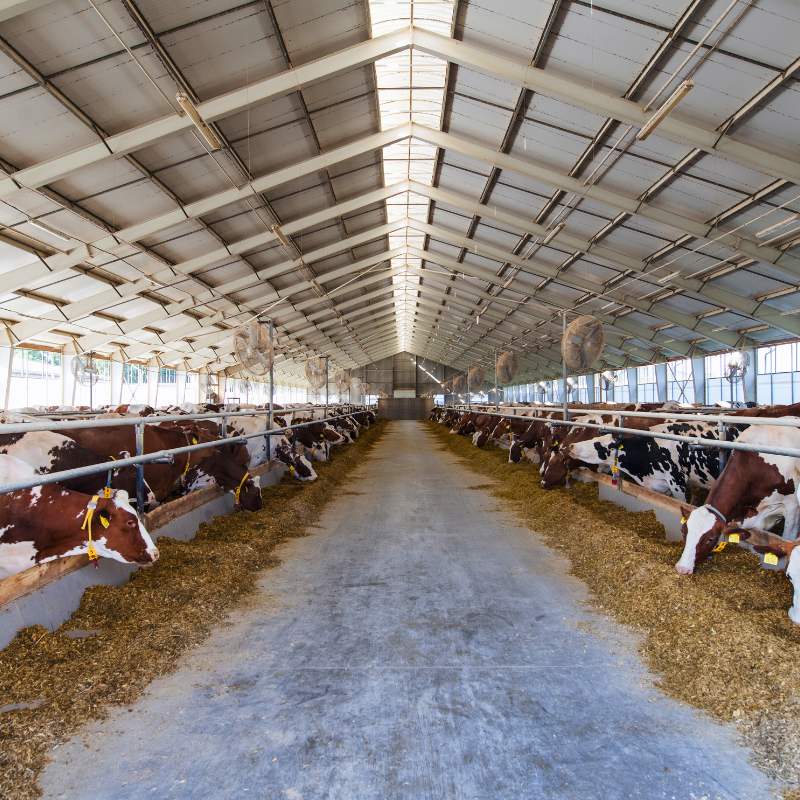 Cow Pro  Dairy Farm Solutions