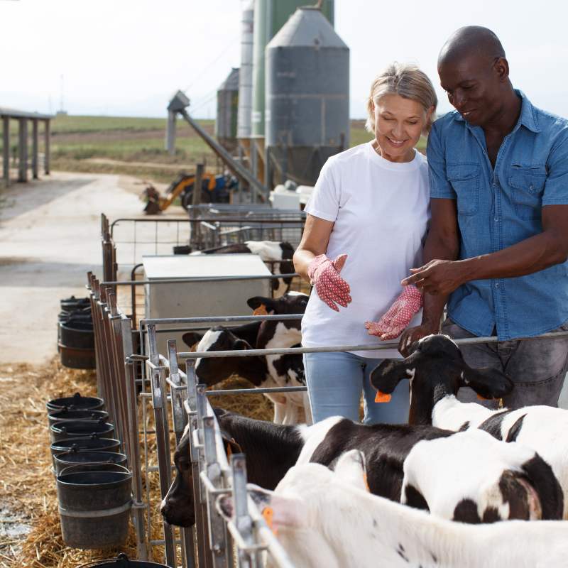 CowPro - Dairy Farm Solutions